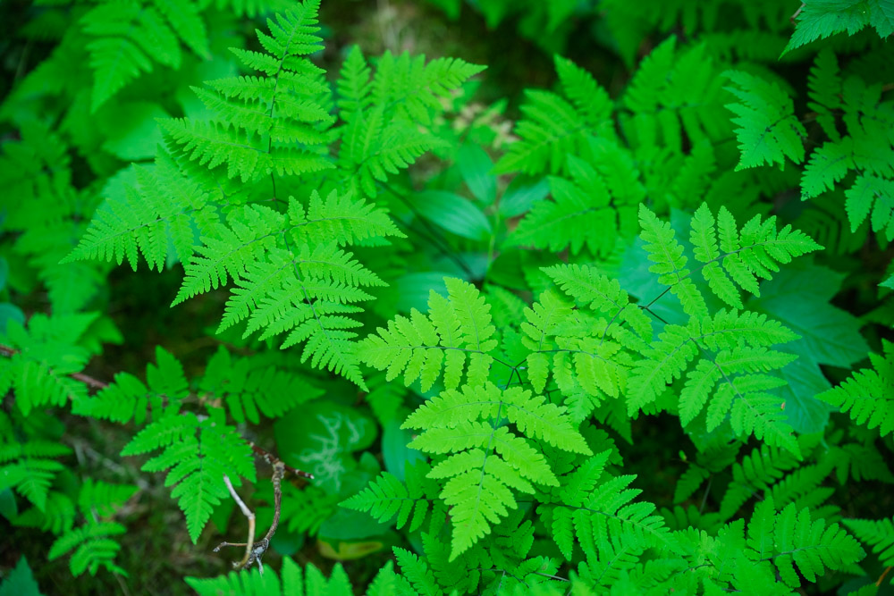Oak Fern-Eastside Trail-Mt Rainier NP-0041.jpg