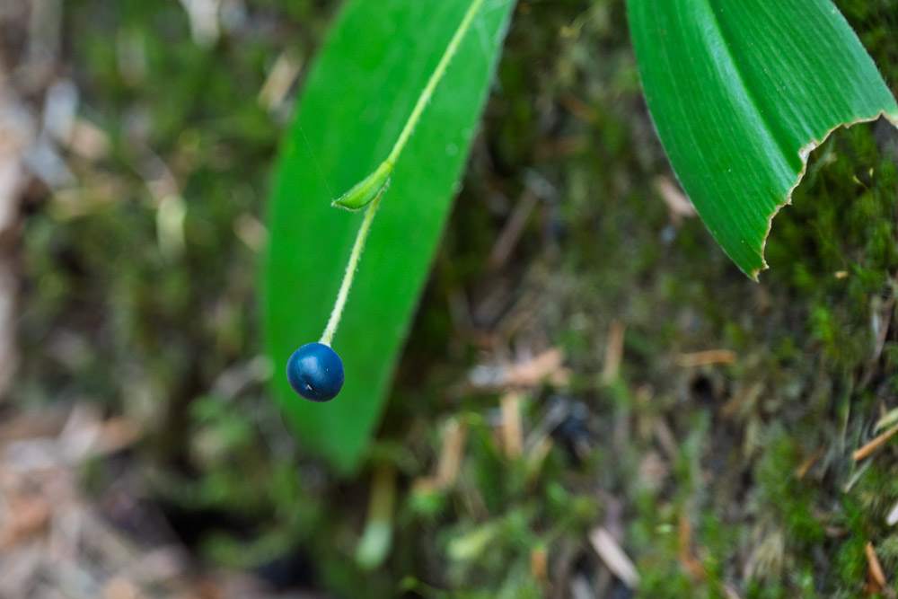 Queen's Cup-Eastside Trail-Mt Rainier NP-0025.jpg
