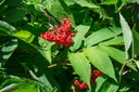 Red Elderberry - Sambucus racemosa-Eastside Trail-Mt Rainier NP-0987.jpg