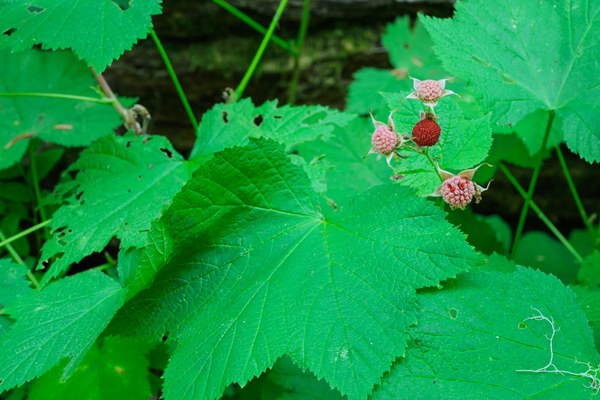 Thimbleberry - Rubus parviflorus-Eastside Trail-Mt Rainier NP-0068.jpg