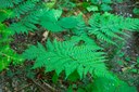 Wood Fern - Dryopteris expansa-Eastside Trail-Mt Rainier NP-0058.jpg