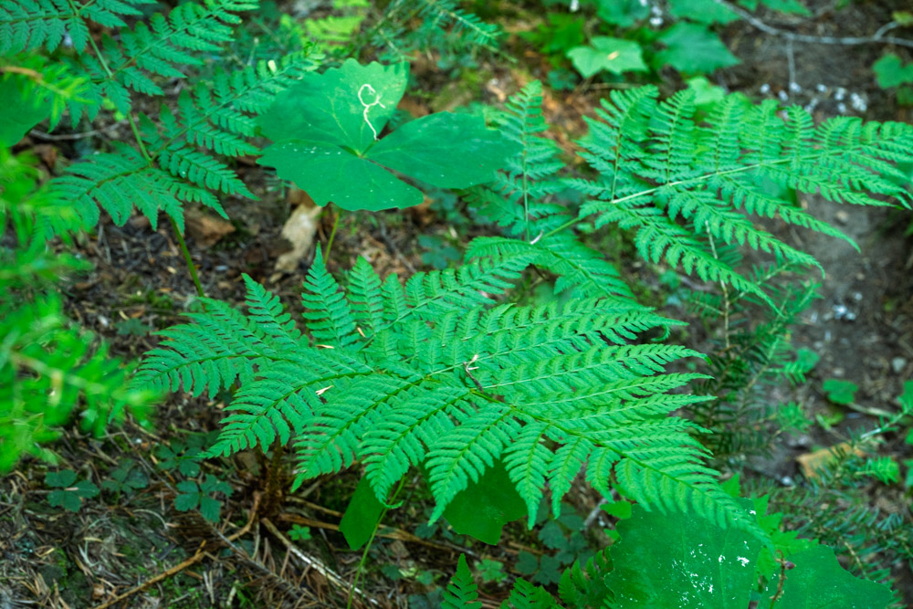 Wood Fern - Dryopteris expansa-Eastside Trail-Mt Rainier NP-0058.jpg