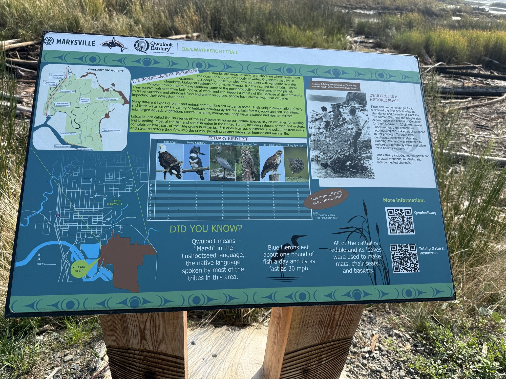 Ebey Waterfront Trail.jpeg