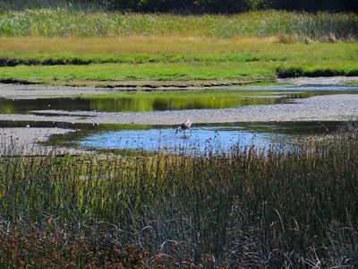 Edmonds Marsh