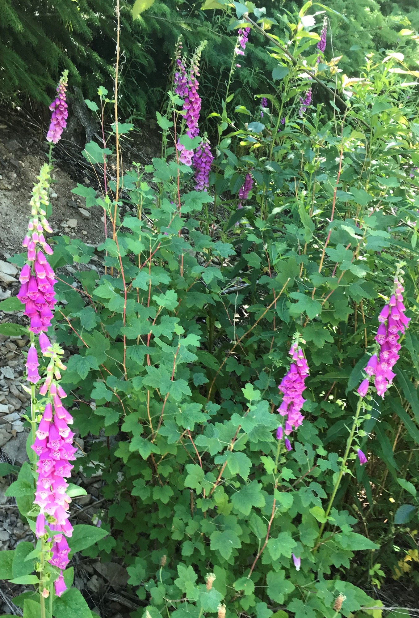 Fox glove 1.jpg