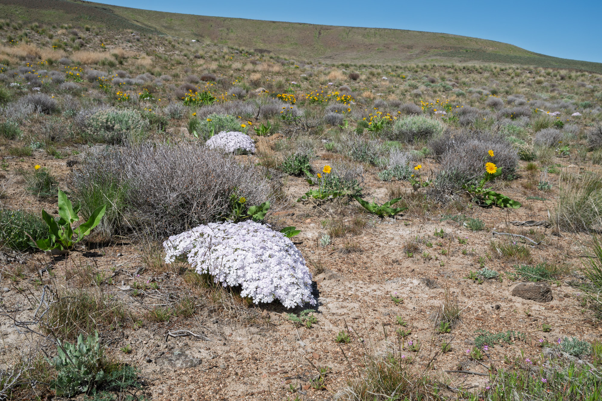 002-Showy phlox - Phlox speciosa-Ginkgo State Park-Kittitas County-1079.jpg
