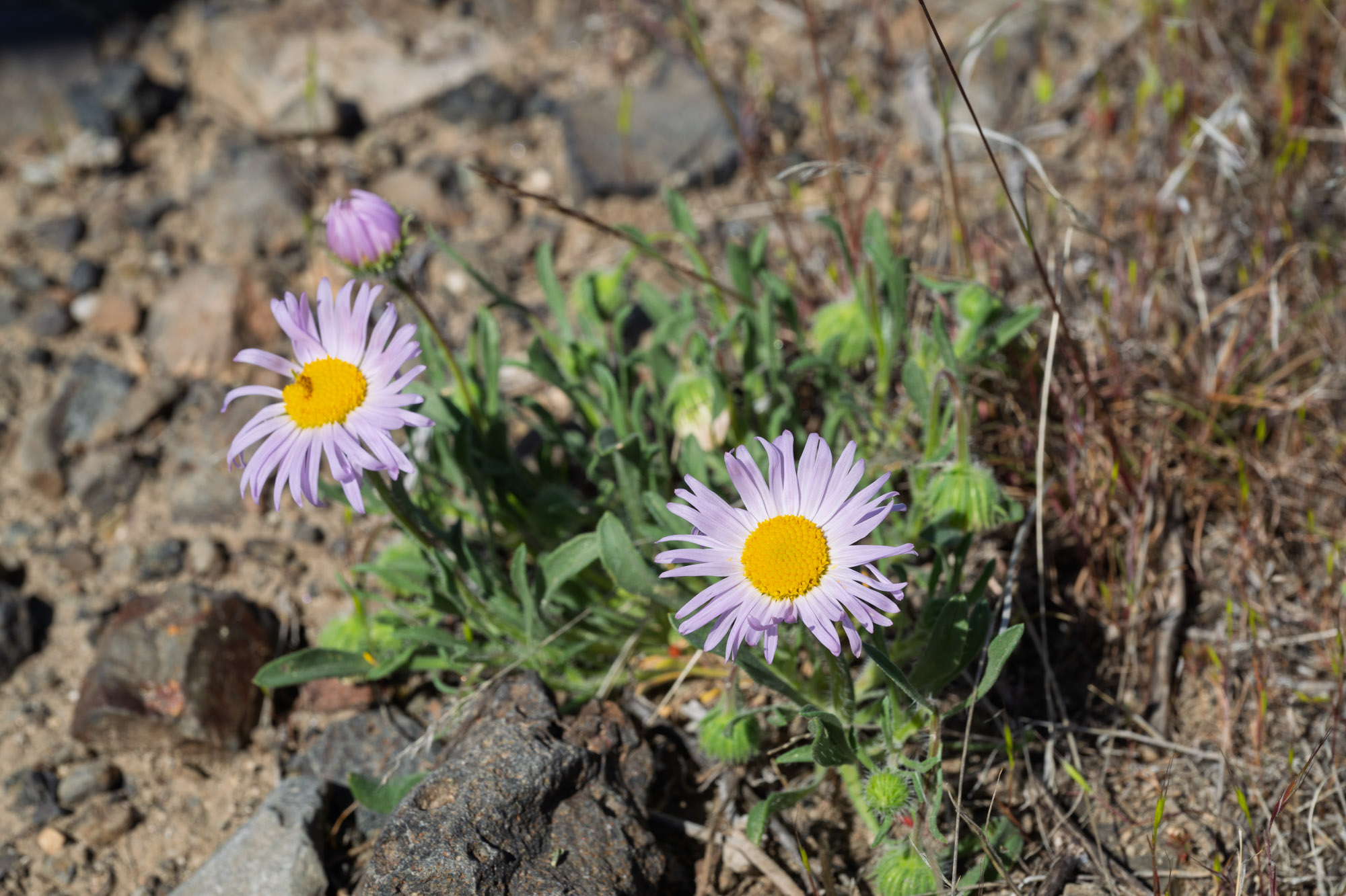 003-Cushion fleabane - Erigeron poliospermus-Ginkgo State Park-Kittitas County-0971.jpg