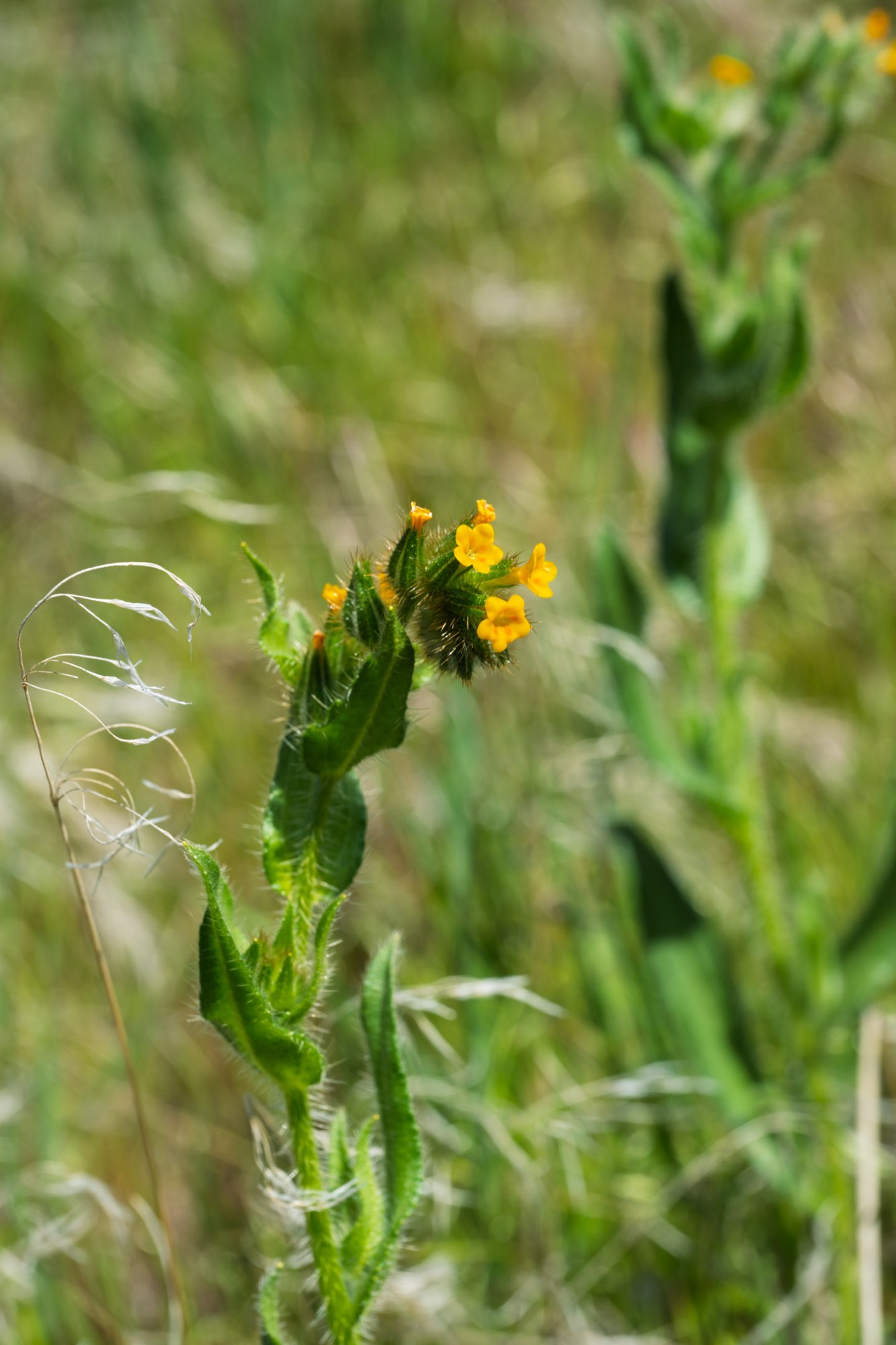 004-Menzies' fiddleneck - Amsinckia menziesii-Ginkgo State Park-Kittitas County-1007.jpg