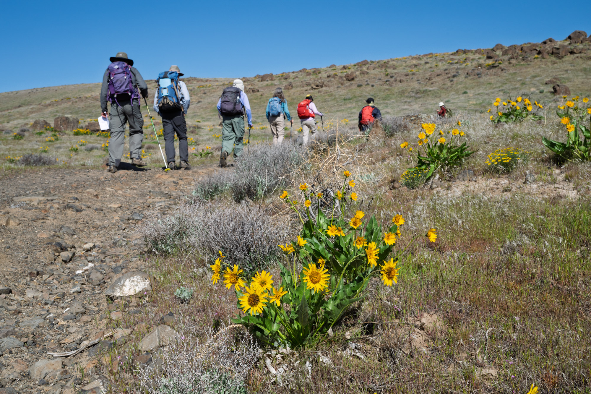008-Carey's balsamroot - Balsamorhiza careyana-Ginkgo State Park-Kittitas County-0959.jpg