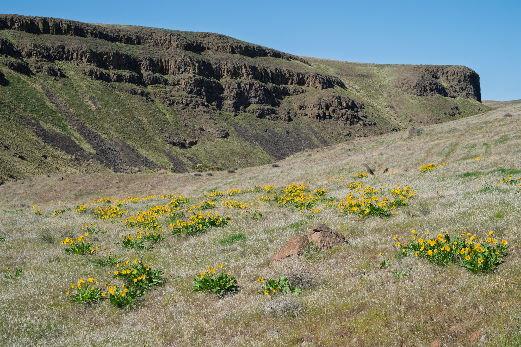011-Looking across the prairie-Ginkgo State Park-Kittitas County-0984.jpg
