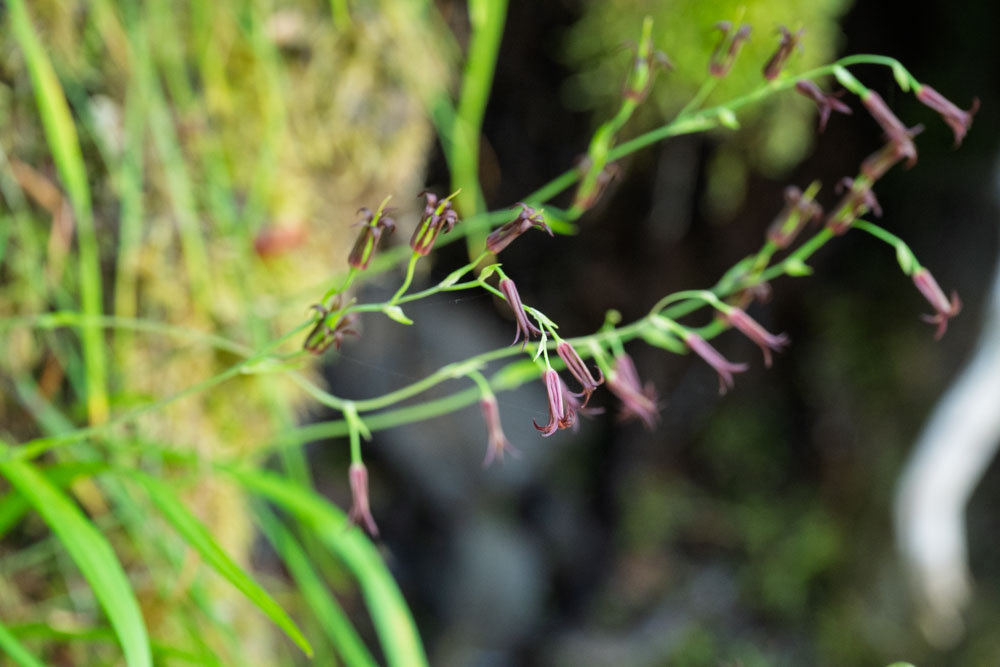 Bronze Bells-Emmons Moraine-Mt Rainier NP-0314.jpg