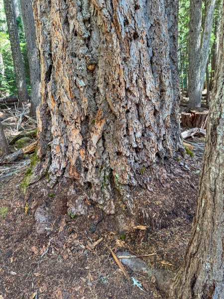 Douglad Fir-Emmons Moraine-Mt Rainier NP-3437.jpg