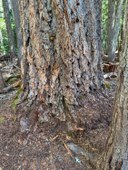 Douglad Fir-Emmons Moraine-Mt Rainier NP-3437.jpg