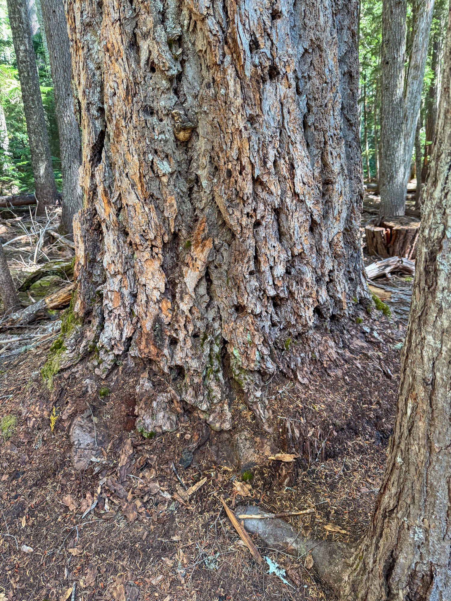 Douglad Fir-Emmons Moraine-Mt Rainier NP-3437.jpg