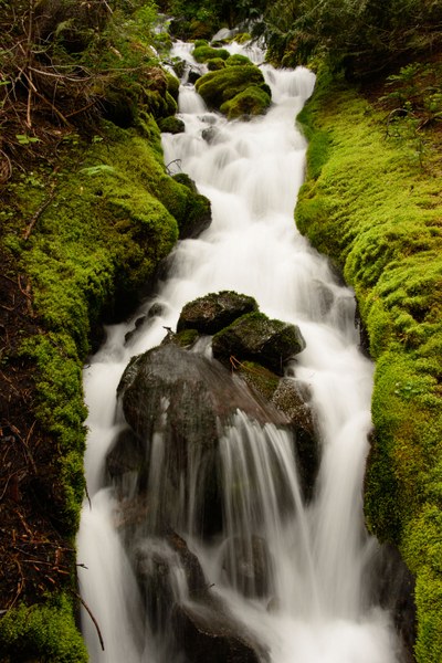Moss lined creek-Emmons Glacier Moraine Trail-Mt Rainier National Park-7194.jpg