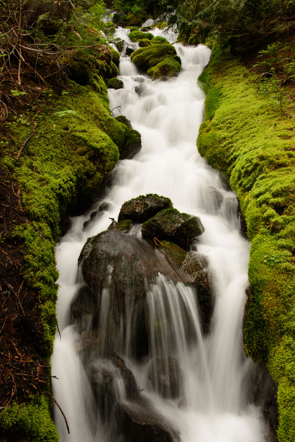 Moss lined creek-Emmons Glacier Moraine Trail-Mt Rainier National Park-7194.jpg