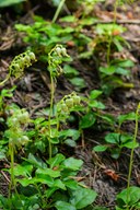 One-sided Wintergreen-Emmons Moraine-Mt Rainier NP-0236.jpg