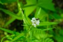 Pearly Everlasting with Leafcutter bee-Emmons Moraine-Mt Rainier NP-0220.jpg