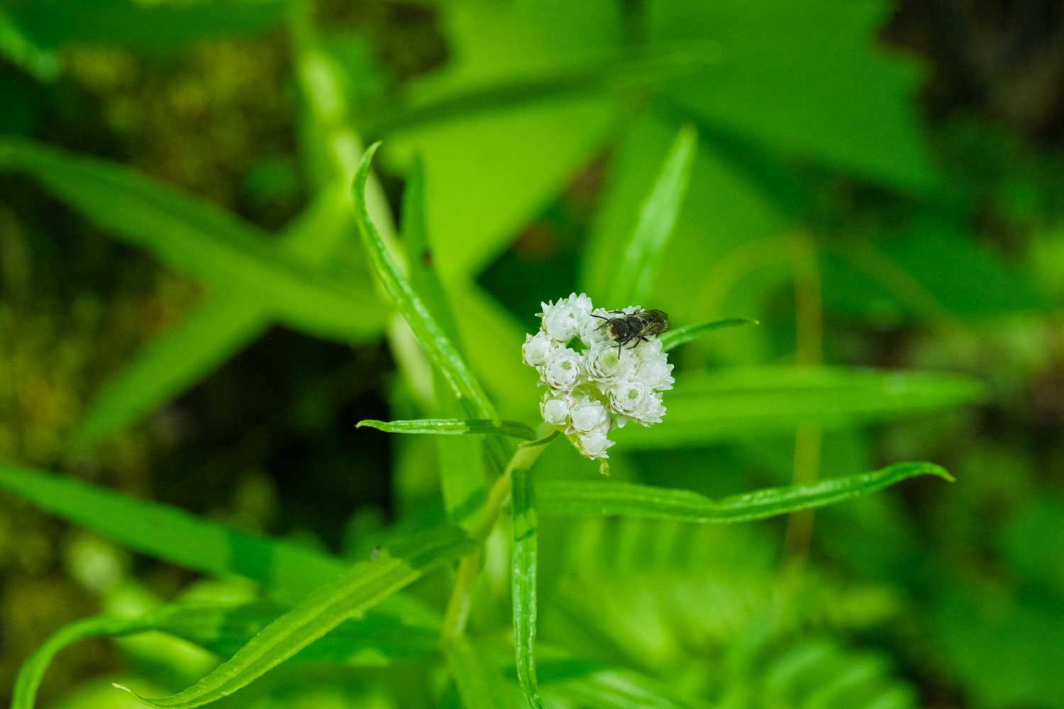 Pearly Everlasting with Leafcutter bee-Emmons Moraine-Mt Rainier NP-0220.jpg