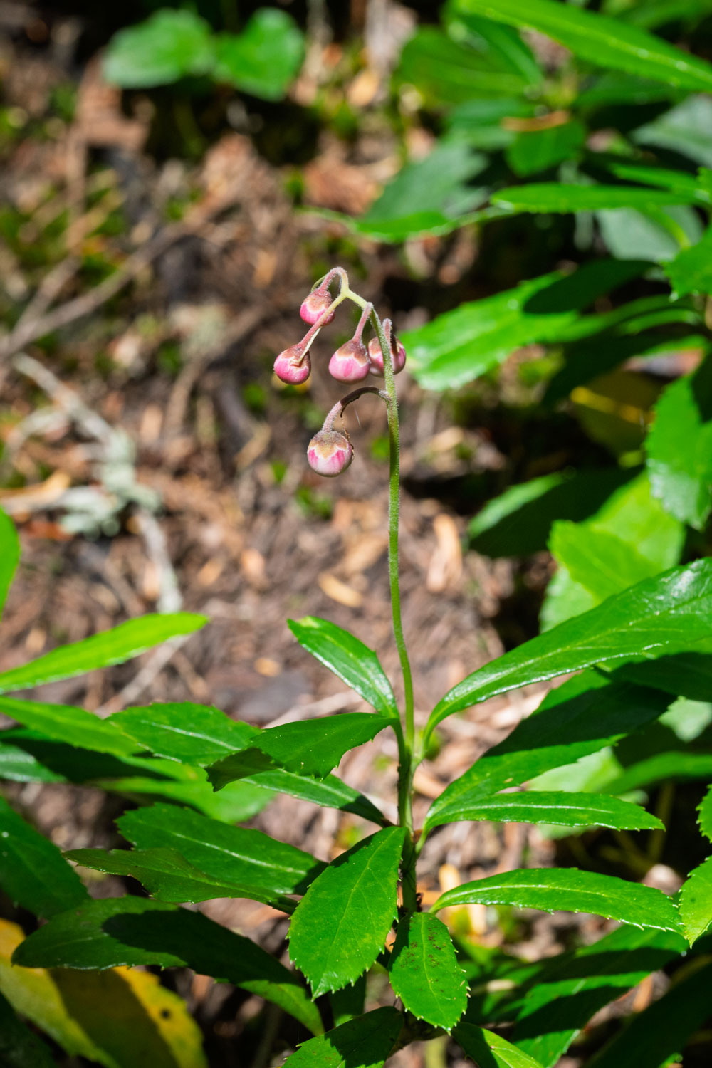 pipsissewa-Emmons Moraine-Mt Rainier NP-0248.jpg