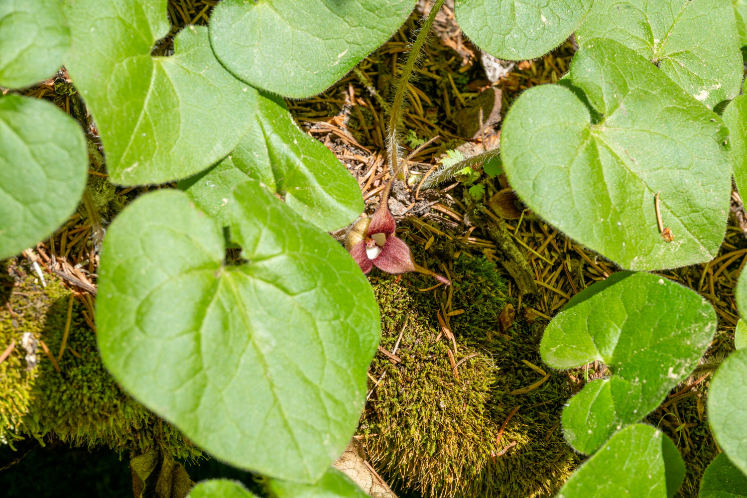 Wild Ginger-Emmons Moraine-Mt Rainier NP-0210.jpg