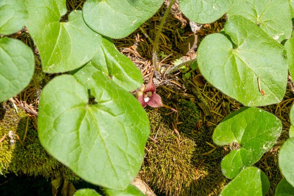 Wild Ginger-Emmons Moraine-Mt Rainier NP-0210.jpg