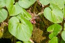 Wild Ginger-Emmons Moraine-Mt Rainier NP-0210.jpg