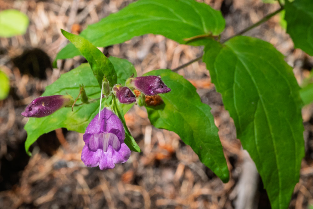 Woodland's Beardtonque-Emmons Moraine-Mt Rainier NP-0329.jpg