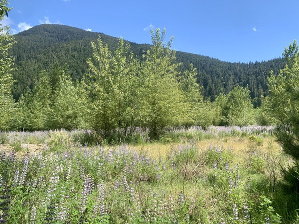 Lupine Meadow Lake Mills lakebed.jpeg