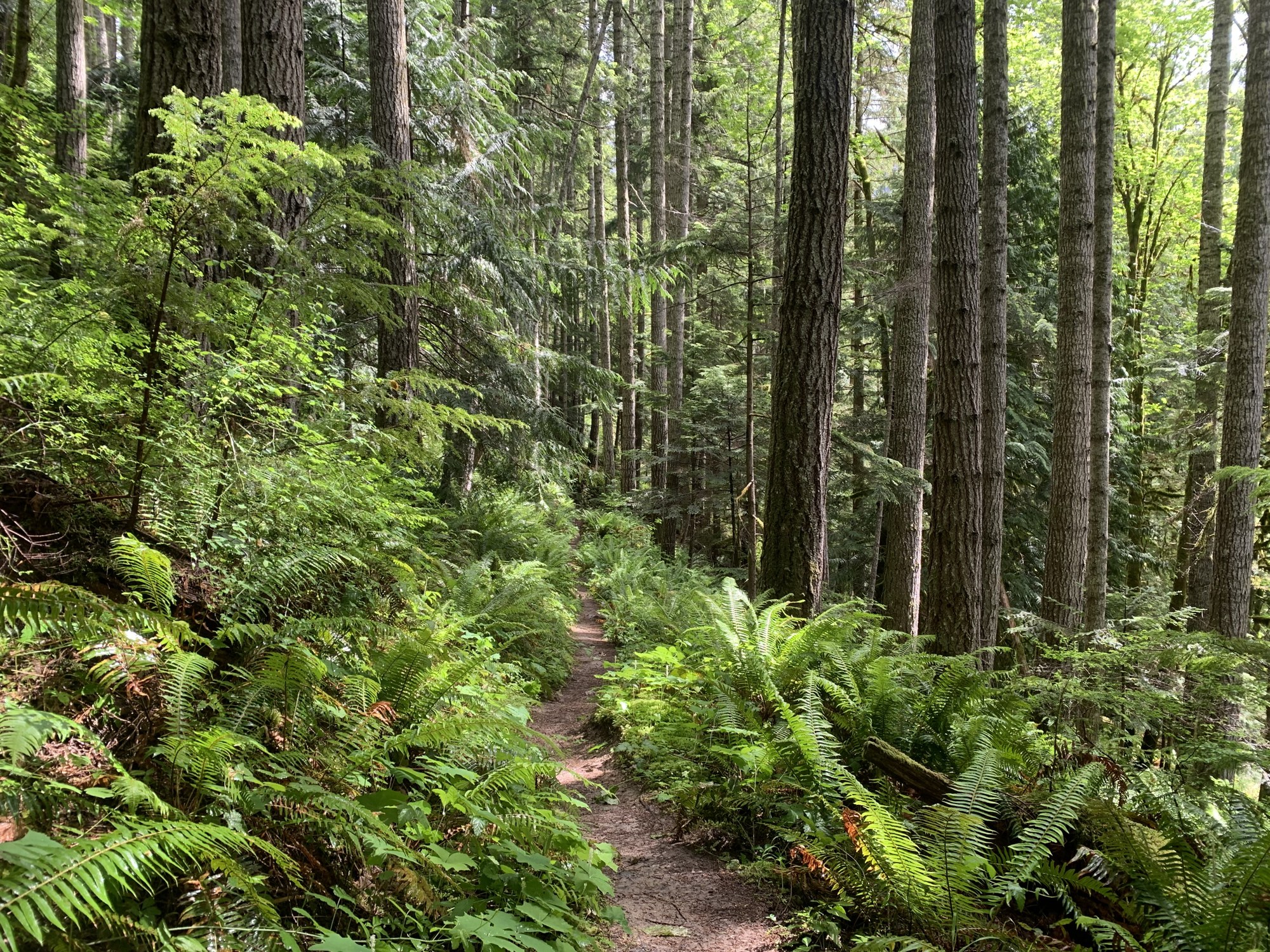 Smokey Bottom Trail up to dam.jpeg