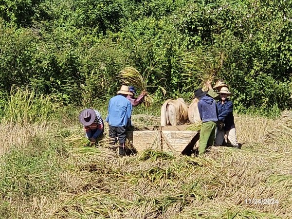 20241124_VinalesRiceThresh (Small).jpg