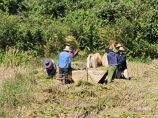 20241124_VinalesRiceThresh (Small).jpg