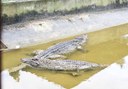 20241125_CrocoBreeding19 (Small).jpg