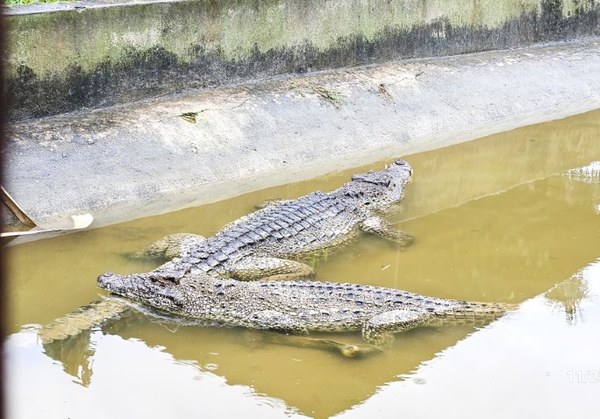 20241125_CrocoBreeding19 (Small).jpg