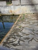 20241125_CrocoBreeding9 (Small).jpg