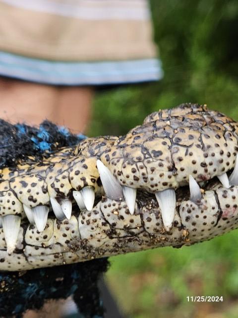 20241125_CrocoBreedingTeeth (Small).jpg