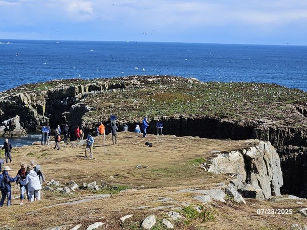 20250723_EllistonPuffin1 (Medium).jpg