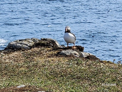 20250723_EllistonPuffin2 (Medium).jpg