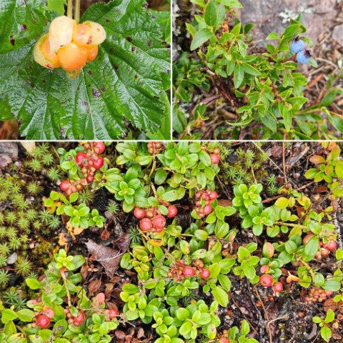 3 berries (Small).jpg