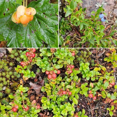 3 berries (Small).jpg