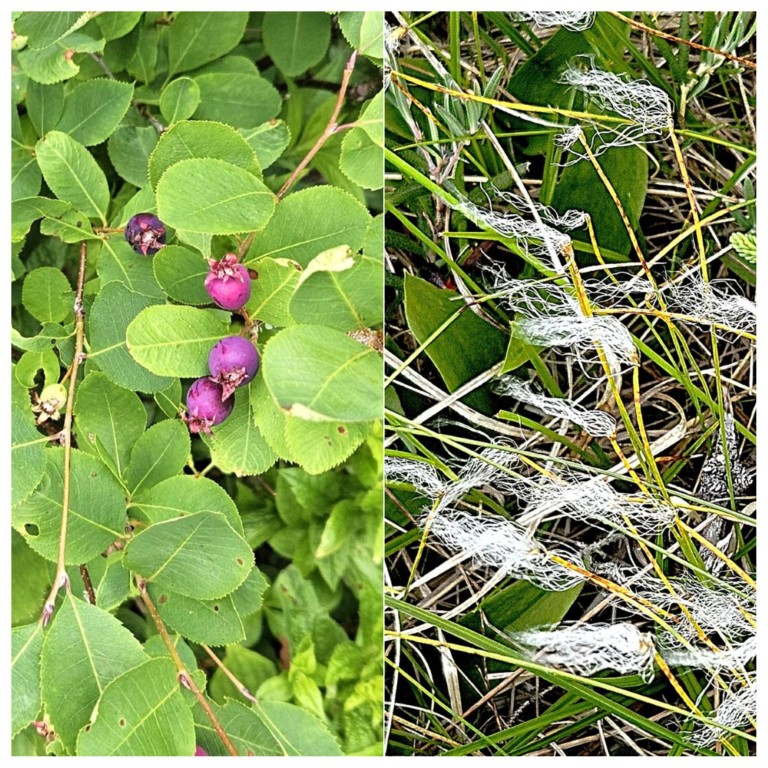 BakerBrookBerryGrass (Medium).jpg