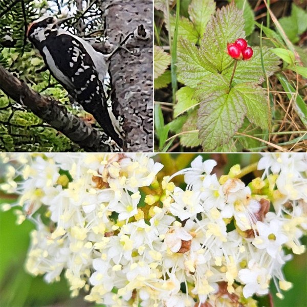 BirdBerryBlossom (Medium).jpg