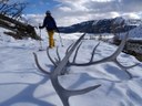 Yellowstone Cross-country Ski Adventure