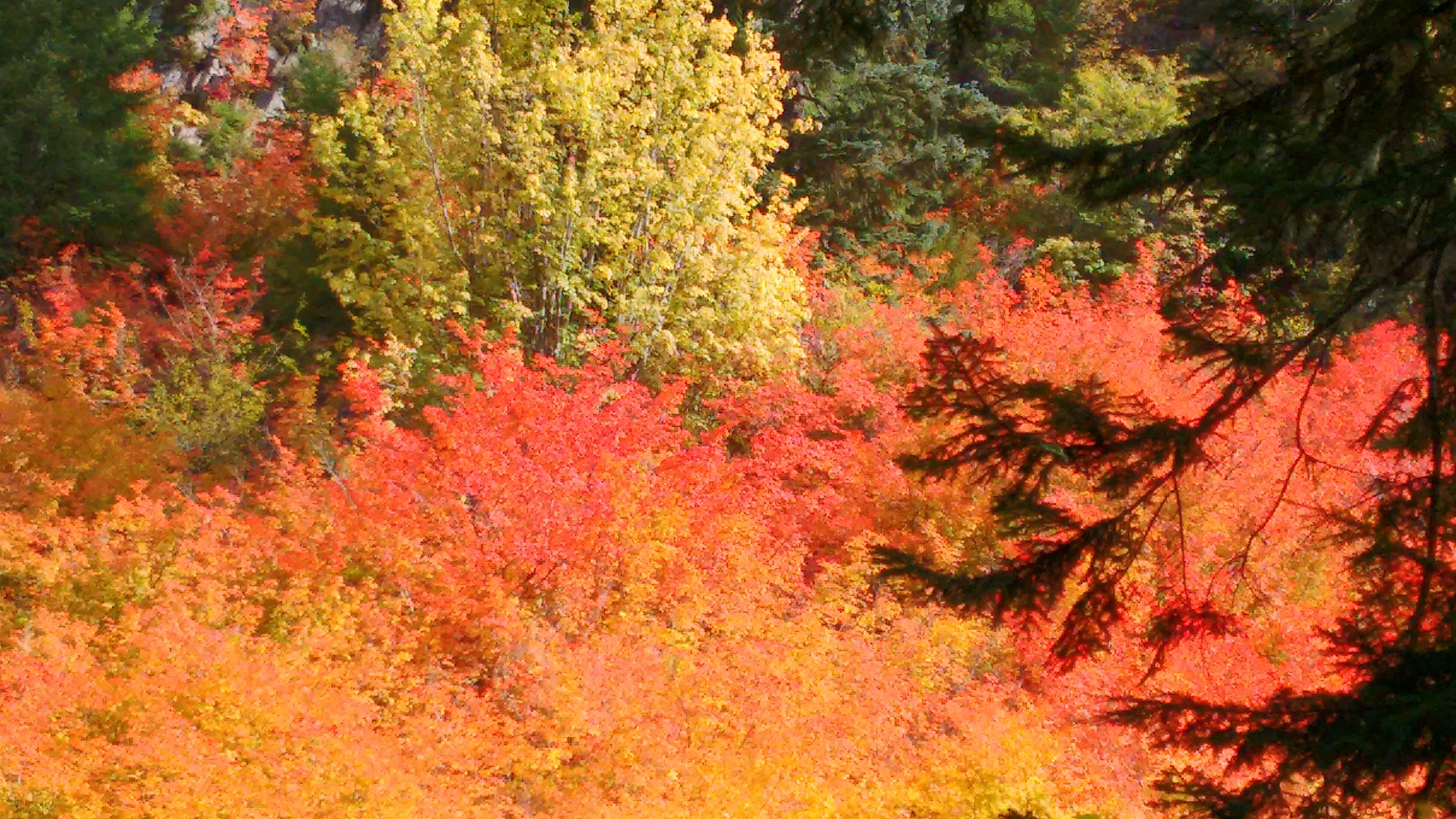 Trail to George Lake Fall 2017.jpg