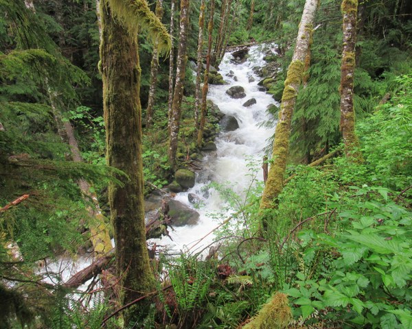 Rushing creek in forest