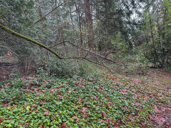 Evidence of wind South Woods untitled-6.jpg