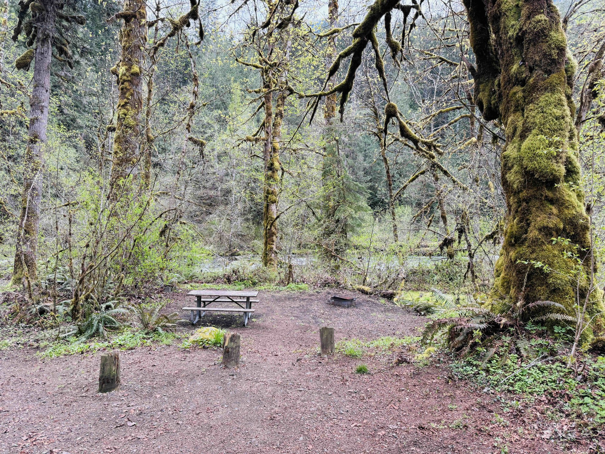 A clean inviting campsite.jpg