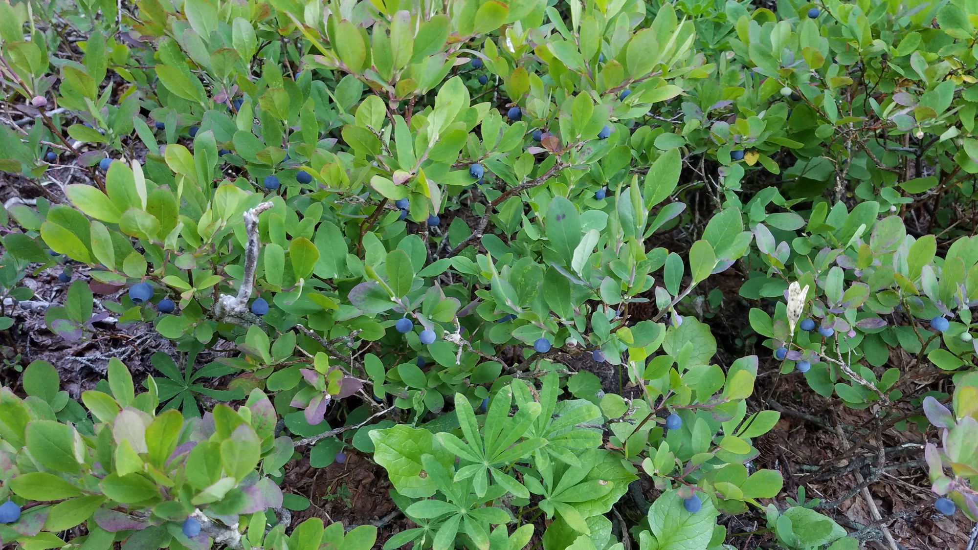 2019-08-28 08.27.13.jpg