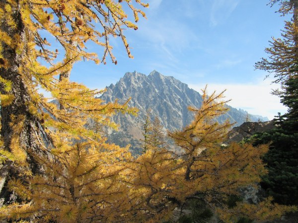 Mountaine framed by golden larches