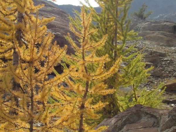 Larch trees. One gold, one chartreuse 